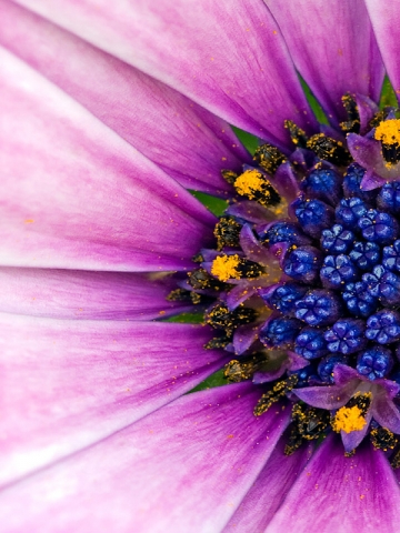 Inside Flower Wallpaper