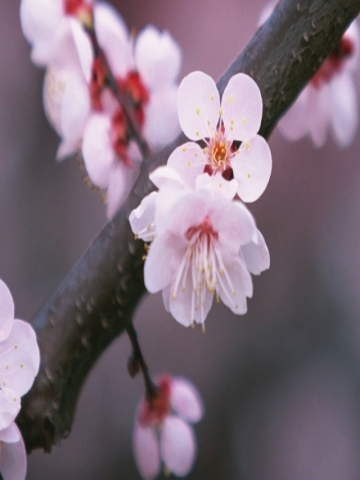 Japanese CherryBlossom Wallpaper