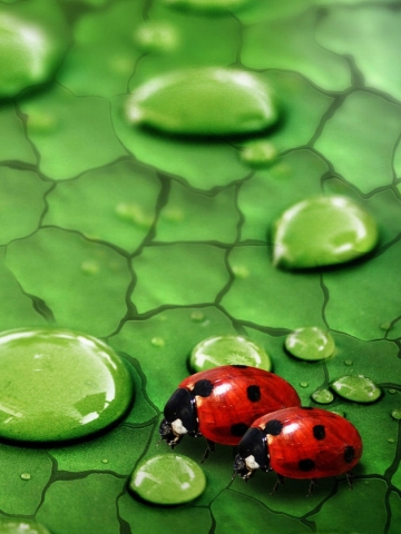 Lady Bugs Wallpaper