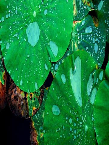 Lilly Pads Wallpaper