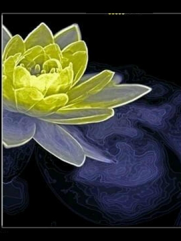 Lilypad Flower Wallpaper