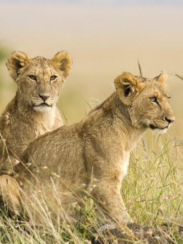 Lion Cubs Wallpaper