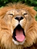 Lion Yawn