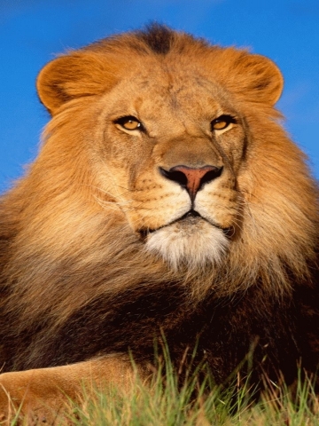 Lion Wallpaper