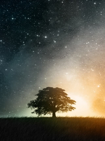 Lonely Tree Wallpaper