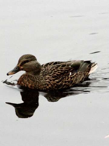 Mallard Duck Wallpaper
