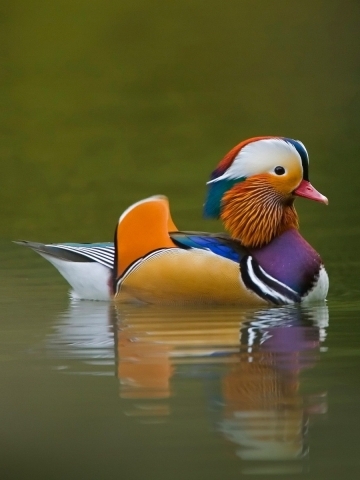 Mandarin Duck Wallpaper