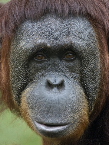 Monkey Wallpaper
