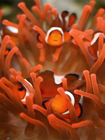 Orange Clown Fish Wallpaper