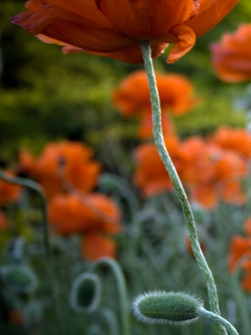 Orange Flower Stems Wallpaper