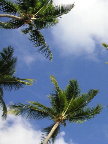 Palm Trees Wallpaper
