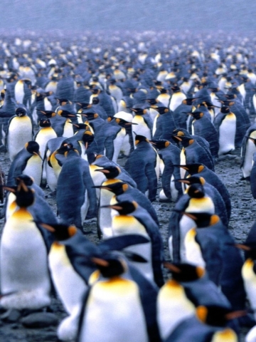 Pengiuns Wallpaper