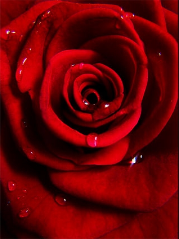 Perfect Rose Wallpaper