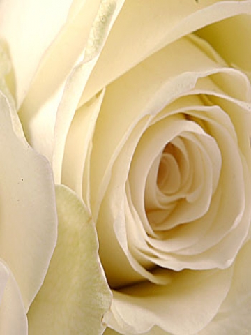 Perfect White Rose Wallpaper
