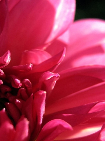 Pink HD Flower Wallpaper