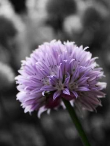 Purple Flower Puff Wallpaper