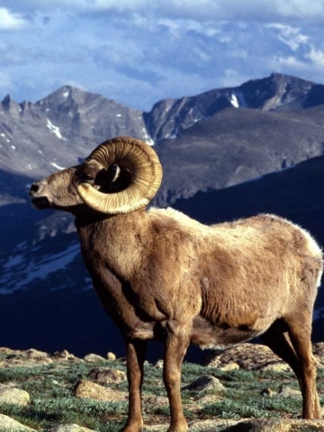 Ram Wallpaper