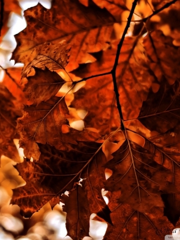 Red Autumn Leaves Wallpaper