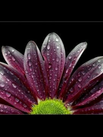 Rising Purple Flower Sun Wallpaper