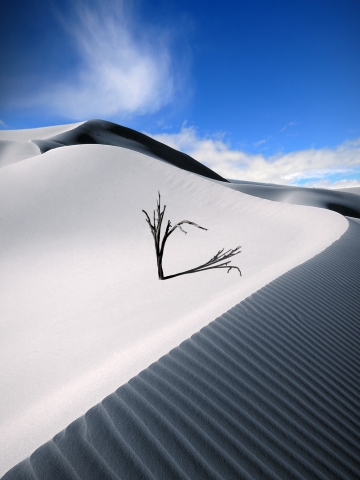 dune tree