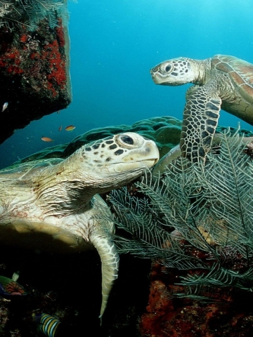 Sea Turtles Wallpaper