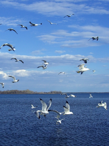 Seagulls Flying Wallpaper