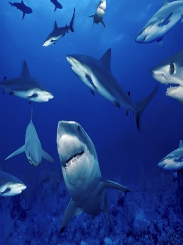 Sharks Wallpaper