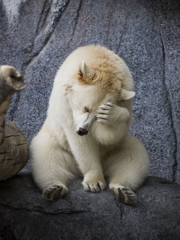 Shy Polar Bear Wallpaper