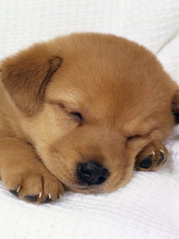 Sleeping Puppy Wallpaper