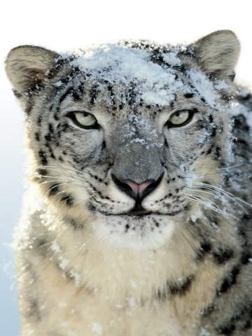 Snow Leopard Iphone Wallpaper on Snow Leopard Wallpaper   Iphone   Blackberry