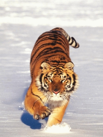 Snow Tiger Wallpaper
