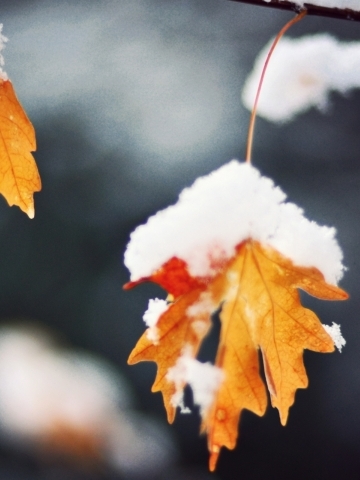 Snowy Leaf Wallpaper