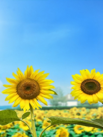 Sun Flowers Wallpaper