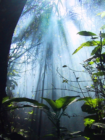 Sunlight Forest Wallpaper