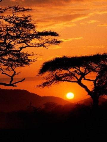 Sunset on Serengeti Wallpaper