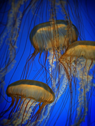 Swimming Jellyfish Wallpaper