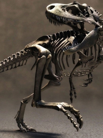 T Rex Skeleton Wallpaper