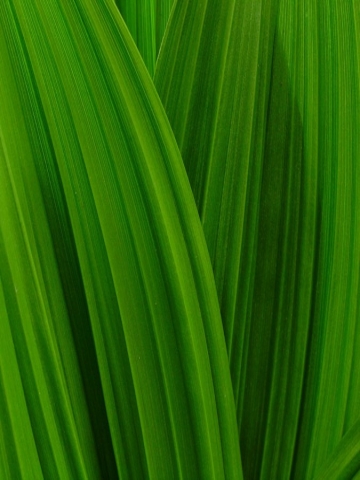 Tall Grass Wallpaper