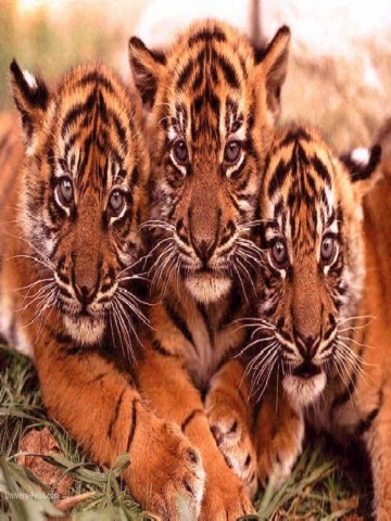 Tiger Cubs Wallpaper