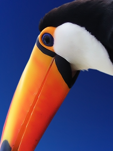 Toucan Bird Wallpaper