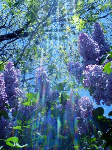 Tropical Forest Wallpaper