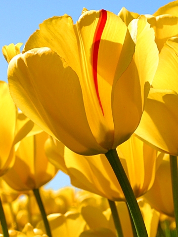 Tulips Wallpaper