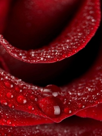 Wet Rose Petal Wallpaper