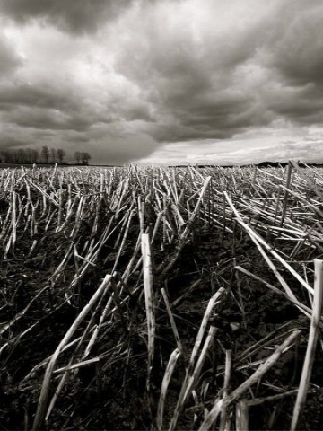 Wheat Field Storm Wallpaper