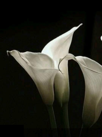 White Calla Lilies Wallpaper