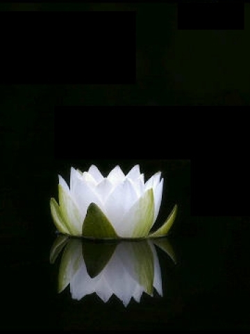 White Flower on Water Wallpaper
