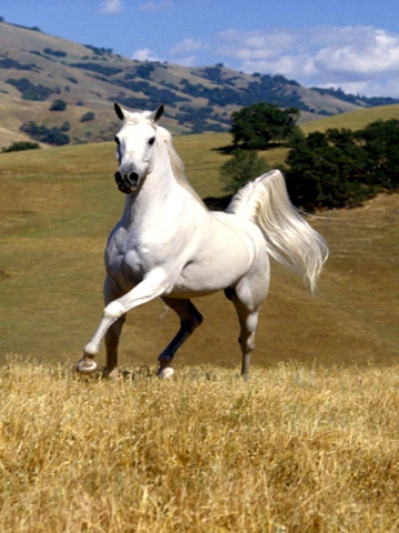 White Wallpaper on White Horse Wallpaper