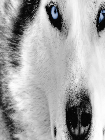 White Wallpapers on White Wolf Wallpaper   Iphone   Blackberry