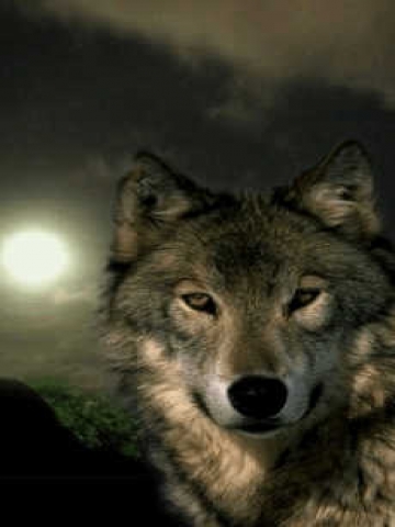 Wolf Face Wallpaper