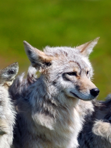 Wolf Pack Wallpaper